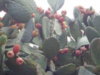 Kaktusfrucht &ndash; &copy; Susanne Schmidt (Eberhardt TRAVEL)