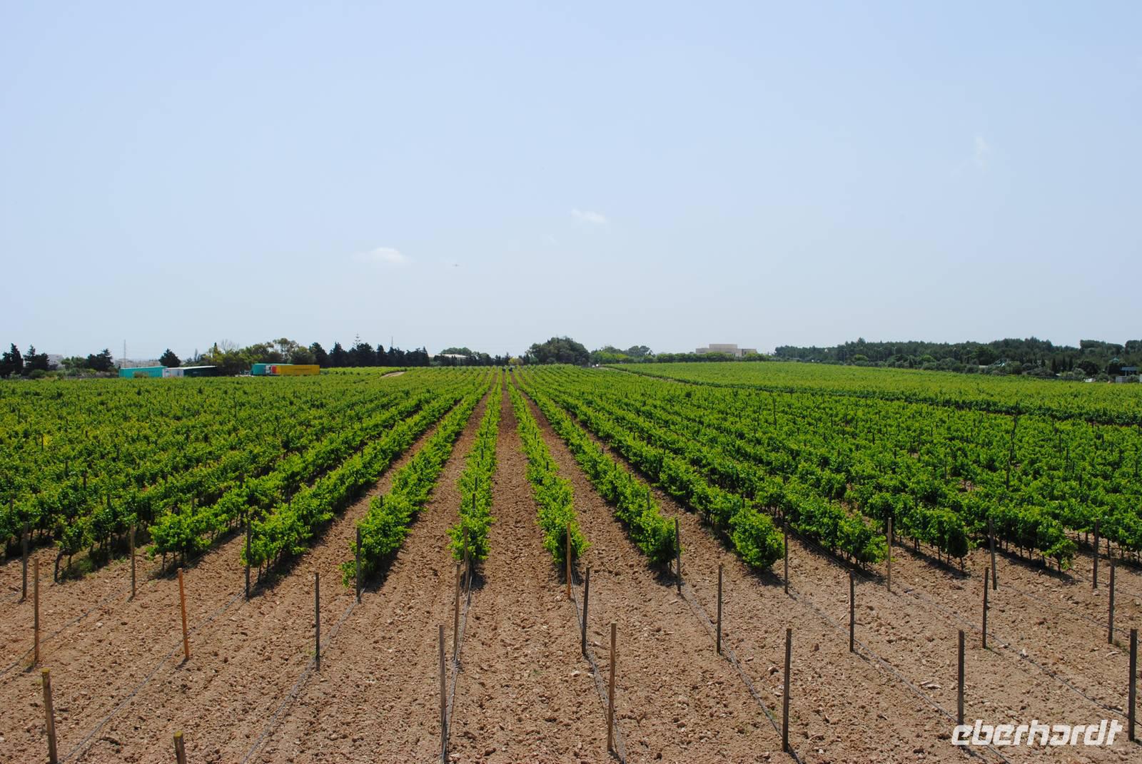 Weingut Meridiana &ndash; &copy; Manuela Kreuz (Eberhardt TRAVEL)
