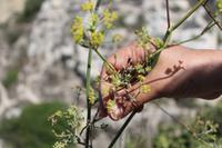 wilder Fenchel &ndash; &copy; Kathrin Kubik (Eberhardt TRAVEL)
