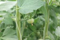 Tomate &ndash; &copy; Kathrin Kubik (Eberhardt TRAVEL)