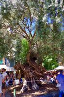 Mallorca  &ndash; &copy; Ngoc Anh Nguyen (Eberhardt TRAVEL)