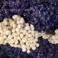 Lavendel &ndash; &copy; Ngoc Anh Nguyen (Eberhardt TRAVEL)