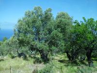 Olivenbäume überall &ndash; &copy; Anne-Katrin Müller (Eberhardt TRAVEL)