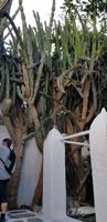 Mykonos - Kakteen &ndash; &copy; Annette Zocher (Eberhardt TRAVEL)
