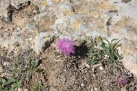 Vegetation Maltas &ndash; &copy; Romy Ginzel (Eberhardt TRAVEL)