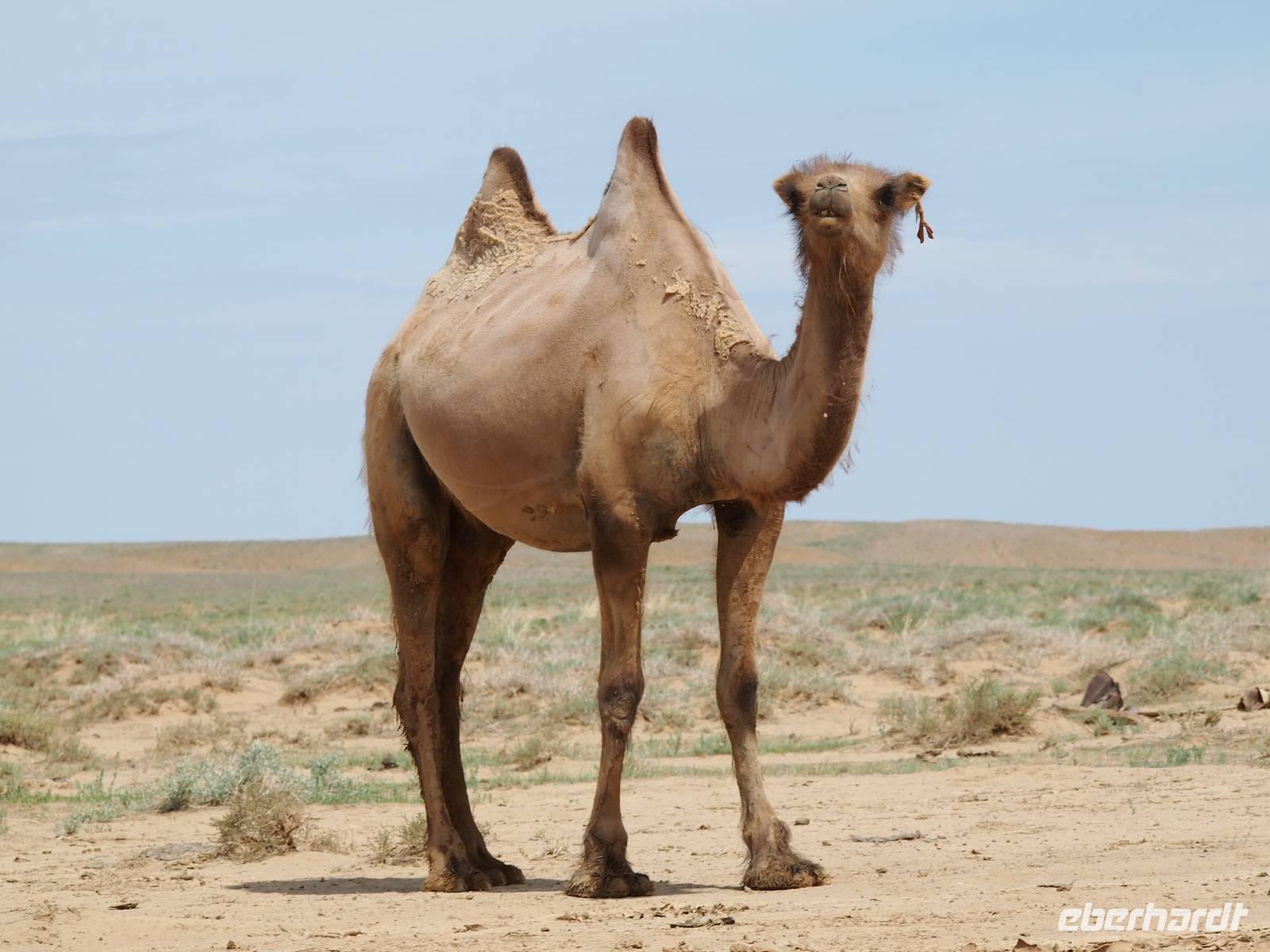 Tag 5 - Kamel &ndash; &copy; Maria Hoyer (Eberhardt TRAVEL)