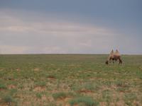 Tag 4 - Kamelherde &ndash; &copy; Maria Hoyer (Eberhardt TRAVEL)