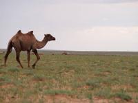 Tag 4 - Kamelherde &ndash; &copy; Maria Hoyer (Eberhardt TRAVEL)