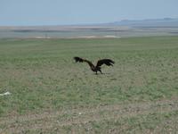 Tag 7 - Geier &ndash; &copy; Maria Hoyer (Eberhardt TRAVEL)