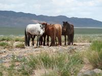 Tag 7 - Wüste Gobi &ndash; &copy; Maria Hoyer (Eberhardt TRAVEL)