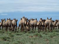 Tag 9  - Kamelherde &ndash; &copy; Maria Hoyer (Eberhardt TRAVEL)