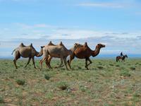Tag 9  - Kamelherde &ndash; &copy; Maria Hoyer (Eberhardt TRAVEL)