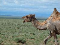 Tag 9  - Kamel &ndash; &copy; Maria Hoyer (Eberhardt TRAVEL)