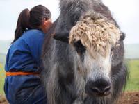 Tag 11 - Nomaden bei der Arbeit &ndash; &copy; Maria Hoyer (Eberhardt TRAVEL)