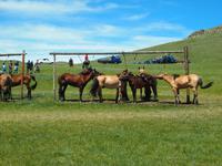 Tag 12 - kleines Naadamfest auf dem Land &ndash; &copy; Maria Hoyer (Eberhardt TRAVEL)