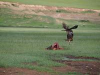 Tag 15 - Adler &ndash; &copy; Maria Hoyer (Eberhardt TRAVEL)