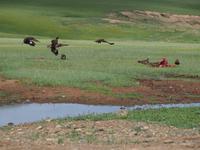 Tag 15 - Adler &ndash; &copy; Maria Hoyer (Eberhardt TRAVEL)