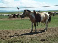 Tag 16- Besuch einer Nomadenfamilie &ndash; &copy; Maria Hoyer (Eberhardt TRAVEL)