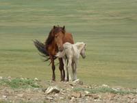 Pferde &ndash; &copy; Sabine Letzybyll (Eberhardt TRAVEL)