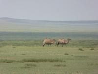 erste Kamele &ndash; &copy; Sabine Letzybyll (Eberhardt TRAVEL)