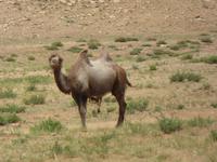 Kamel &ndash; &copy; Sabine Letzybyll (Eberhardt TRAVEL)