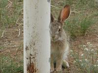 Hase im Jurtencamp &ndash; &copy; Sabine Letzybyll (Eberhardt TRAVEL)