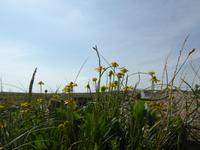 Blümchen &ndash; &copy; Sabine Letzybyll (Eberhardt TRAVEL)