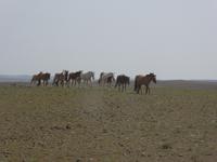 Pferde &ndash; &copy; Sabine Letzybyll (Eberhardt TRAVEL)