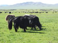 Yaks &ndash; &copy; Sabine Letzybyll (Eberhardt TRAVEL)