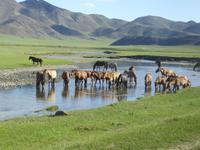 Pferde &ndash; &copy; Sabine Letzybyll (Eberhardt TRAVEL)