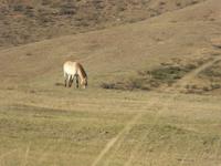 Przewalski Pferde &ndash; &copy; Sabine Letzybyll (Eberhardt TRAVEL)