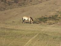 Przewalski Pferde &ndash; &copy; Sabine Letzybyll (Eberhardt TRAVEL)