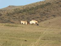 Przewalski Pferde &ndash; &copy; Sabine Letzybyll (Eberhardt TRAVEL)