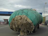 Schafwolle &ndash; &copy; Sabine Letzybyll (Eberhardt TRAVEL)