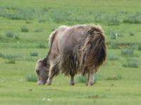 Yak &ndash; &copy; Birgit Hornung (Eberhardt TRAVEL)