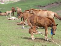 Fohlen &ndash; &copy; Birgit Hornung (Eberhardt TRAVEL)