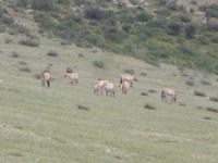 Przewalski-Pferde. &ndash; &copy; Birgit Hornung (Eberhardt TRAVEL)