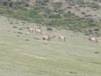 Przewalski-Pferde. &ndash; &copy; Birgit Hornung (Eberhardt TRAVEL)