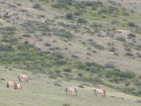 Przewalski-Pferde. &ndash; &copy; Birgit Hornung (Eberhardt TRAVEL)