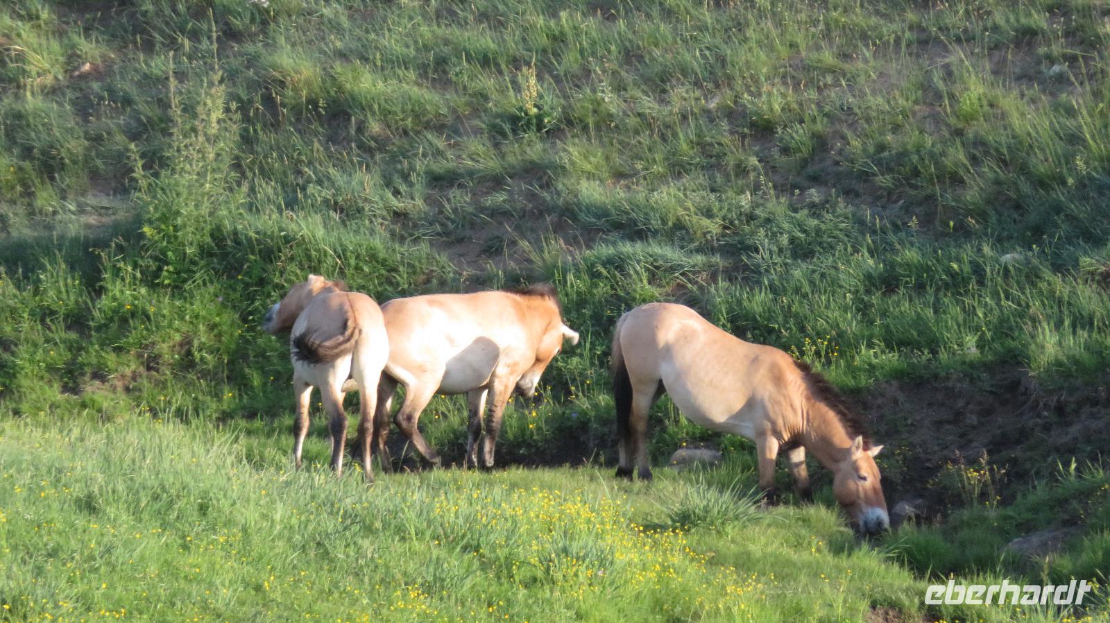 Przewalski-Pferde &ndash; &copy; Rico Manns (Eberhardt TRAVEL)