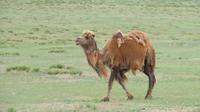 Kamel oder Dromedar.... &ndash; &copy; Rico Manns (Eberhardt TRAVEL)