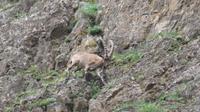 Steinbock &ndash; &copy; Rico Manns (Eberhardt TRAVEL)