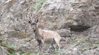 Steinbock &ndash; &copy; Rico Manns (Eberhardt TRAVEL)