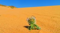 Wüstenblume &ndash; &copy; Rico Manns (Eberhardt TRAVEL)