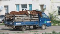 Pferdetransport &ndash; &copy; Rico Manns (Eberhardt TRAVEL)