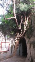 Stari Bar