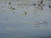 Skutarisee &ndash; &copy; Elke Knappe (Eberhardt TRAVEL)