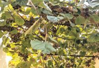 Kiwi &ndash; &copy; Natalie Hady (Eberhardt TRAVEL)