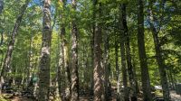 Biogradska Gora Nationalpark