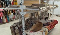 Montenegros Katzen, überall zu finden
